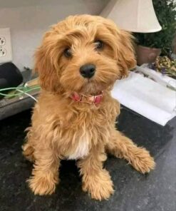 Duke
