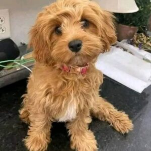 Duke