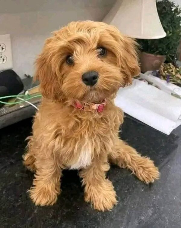 Duke