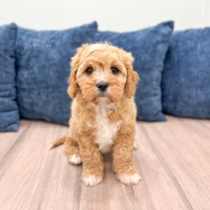 Zoe