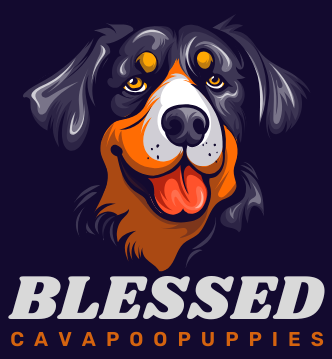 Blessed Cavapoo